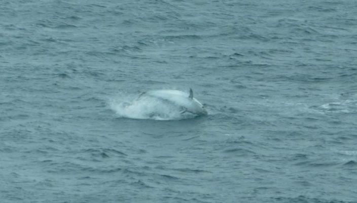 Atlantic Blue Fin Tuna spotted off NCI St Ives