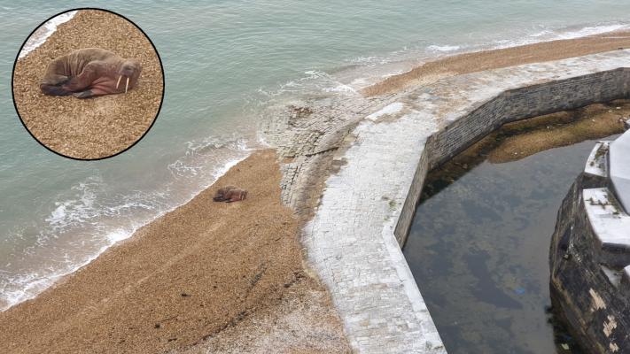 Walrus hauled out on Calshot Castle apron 