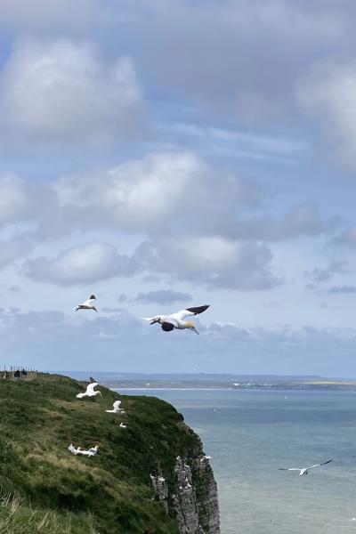 Gannets at RSPB reserve - Bempton Cliffs