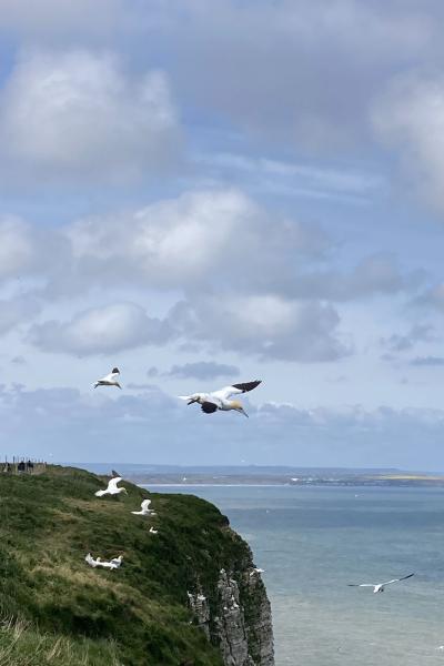 Gannets at RSPB reserve - Bempton Cliffs